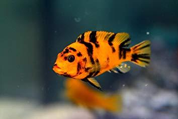 Red Zebra Cichlid / Metriaclima estherae 6