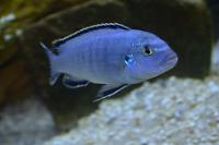 Powder Blue Cichlid Thumbnail