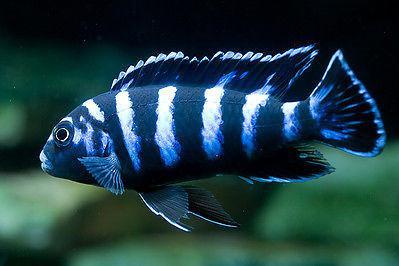 Demasoni Cichlid / Pseudotropheus demasoni 26