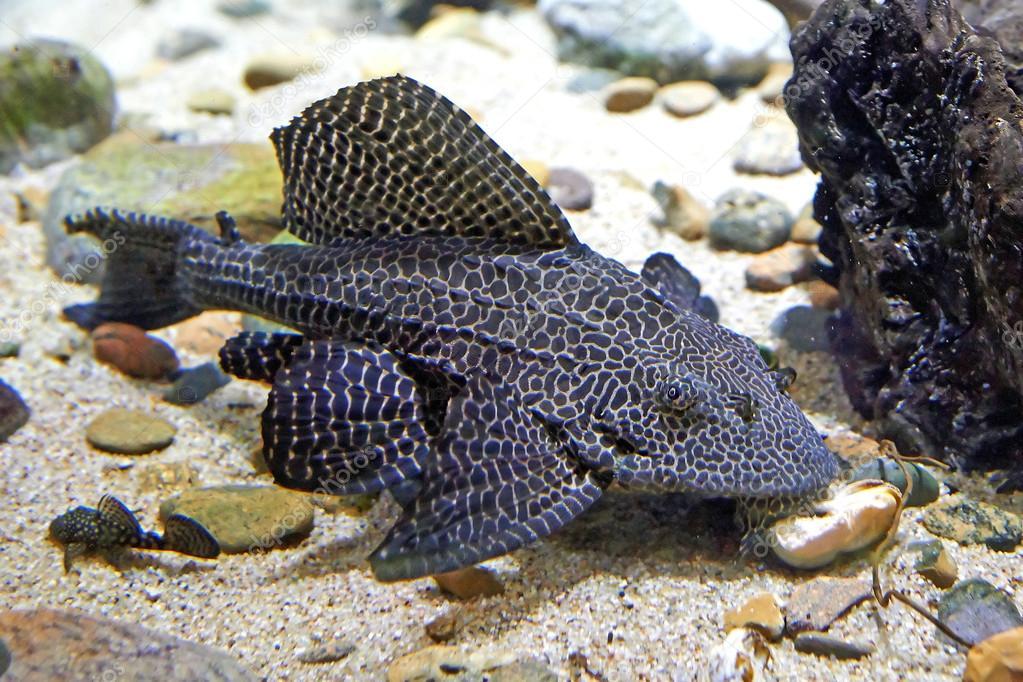 Suckermouth Catfish / Hypostomus plecostomus 68