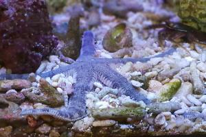 Blue & Pink Sea Star