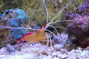 Red Line Cleaner Shrimp