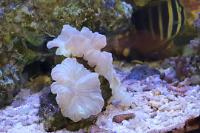 Fox Coral Thumbnail