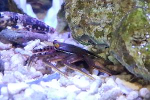 Sally Lightfoot Crab