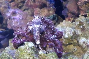 Scooter Blenny