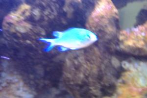 Blue/Green Reef Chromis