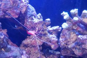 Cleaner Shrimp