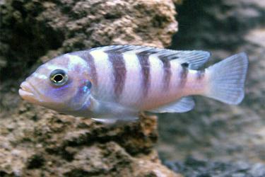 Kenyi Cichlid / Metriaclima lombardoi 33