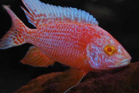 Lake Malawi Butterfly Cichlid / Aulonocara jacobfreibergi 19