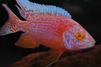 Lake Malawi Butterfly Cichlid Thumbnail