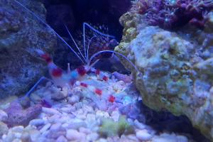 Banded Coral Shrimp Thumbnail