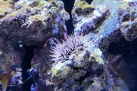 Purple Short Spine Pincushion Urchin Thumbnail