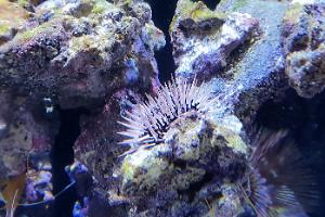 Urchin