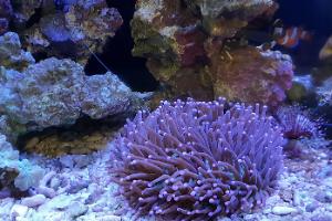 Plate Coral, Long Tentacle