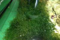 Chaeto Algae  Thumbnail