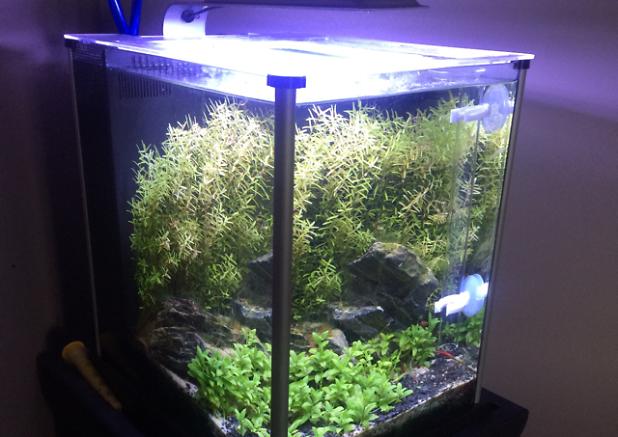 Nano 3g Planted Tank on Dec 18, 2018