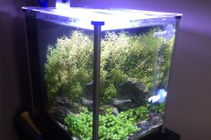 Nano 3g Planted Tank on Dec 18, 2018