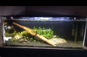 20g Planted Tank Thumbnail