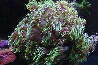 Flower Pot Coral - Green Thumbnail