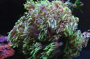 Flower Pot Coral - Green