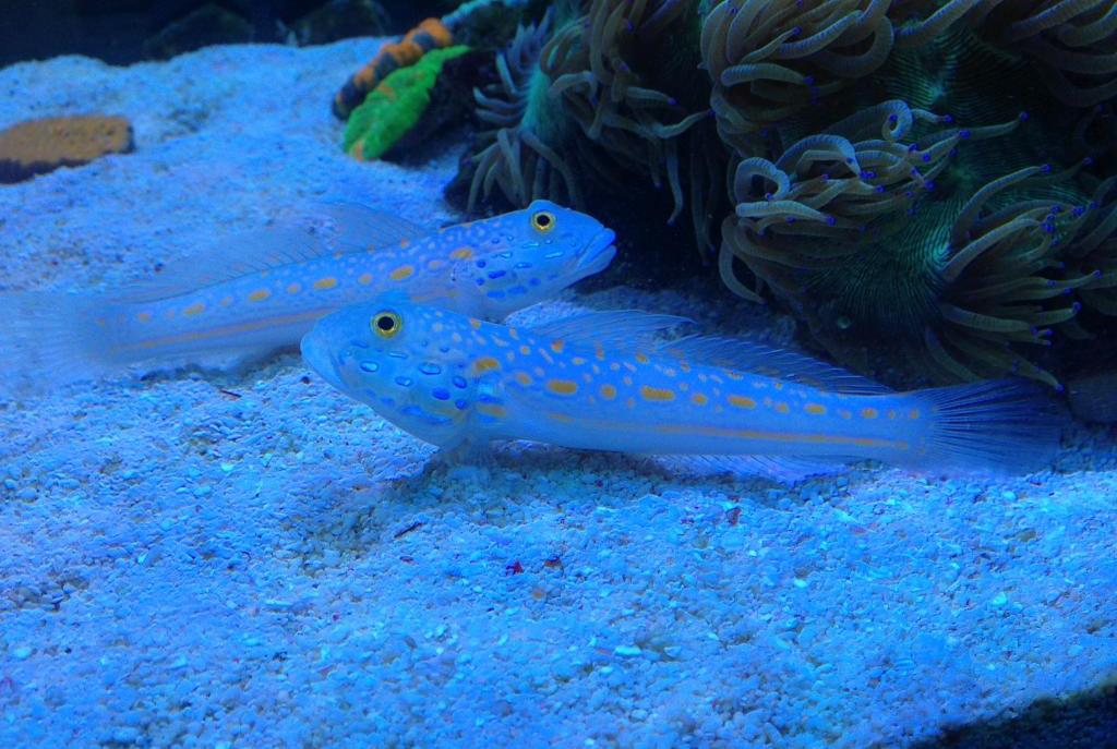 Diamond Watchman Goby