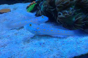 Diamond Watchman Goby