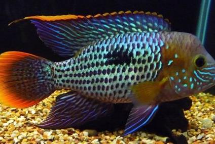 Green Terror Cichlid / Aequidens rivulatus 30