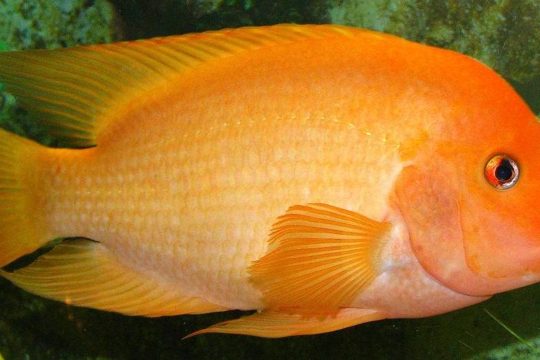 Red Devil Cichlid / Amphilophus labiatus 8