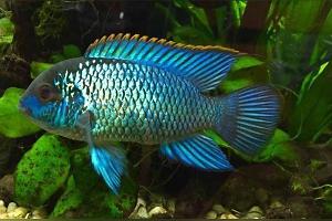 Electric Blue Acara Thumbnail