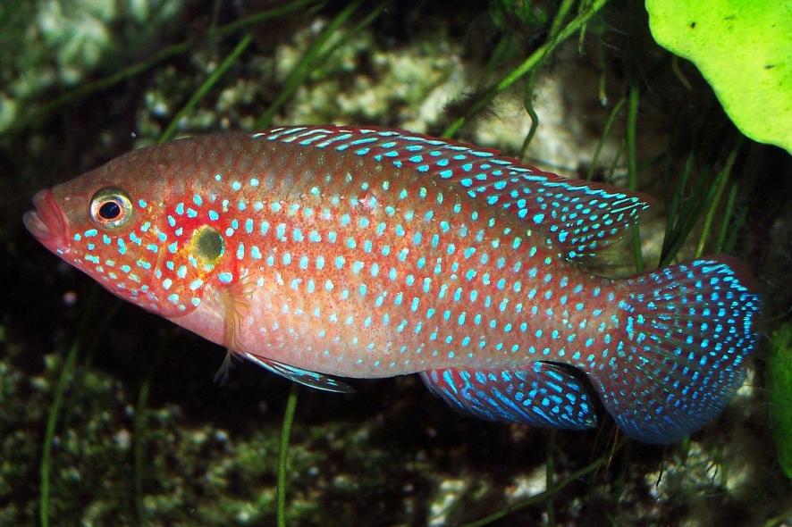 Jewel Cichlid / Hemichromis bimaculatus 39