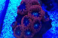 Big Polyp Blastomussa Coral Thumbnail