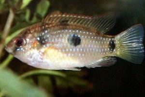 Jewel Cichlid Thumbnail