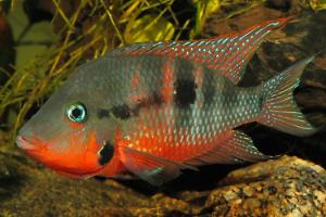 Firemouth Cichlid Thumbnail