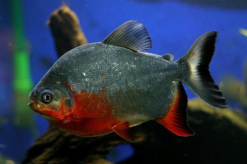 Red Bellied Pacu / Piaractus brachypomus 5