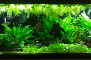 My Aquarium on Dec 20, 2018