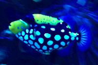 Clown Triggerfish Thumbnail