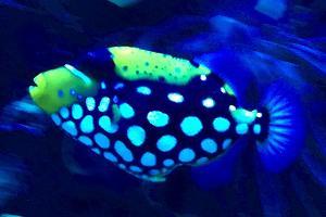 Clown Triggerfish