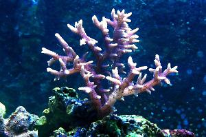 Pink Birdsnest Coral Thumbnail