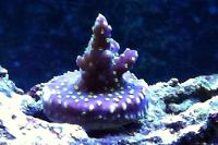 GARF Purple Bonsai Acropora Thumbnail