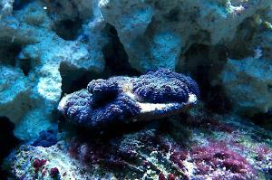 ORA Marshall Islands Purple Mushrooms