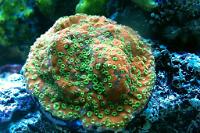 Tyree Sunset Montipora Thumbnail