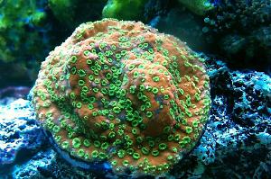 Tyree Sunset Montipora