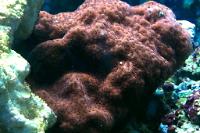 Montipora sp Thumbnail