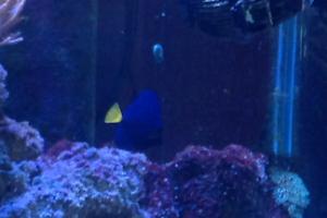 Purple Tang Thumbnail