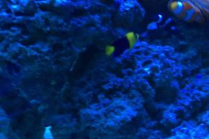 Bicolor Angelfish Thumbnail