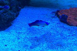 Purple Firefish Thumbnail