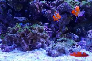 Clown fish