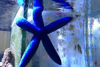 Linckia Sea Star Thumbnail