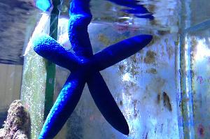 Linckia Sea Star Thumbnail