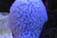 Flower Pot Coral Thumbnail